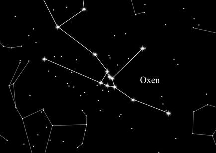 Constellation Bull